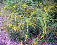 solidago rugosa fireworks 1.jpg